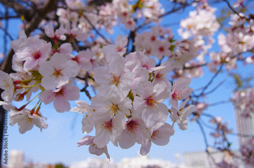 Obraz premium 桜と空