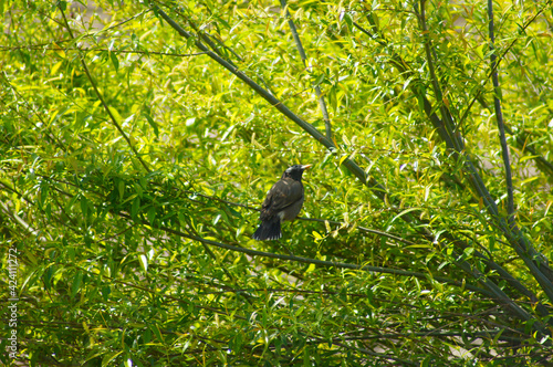 木と野鳥