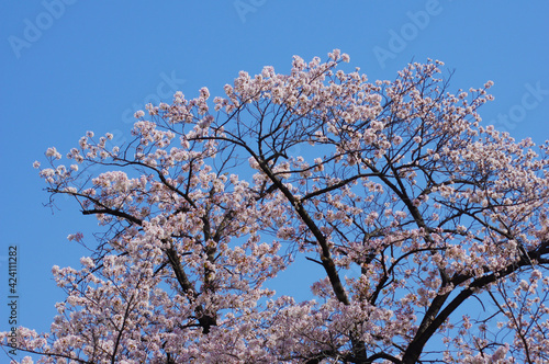 空と桜