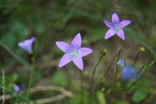 bloom of rapunzel bells flower