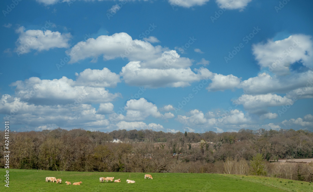 Fototapeta premium cows in the meadow with blue cloudy sky