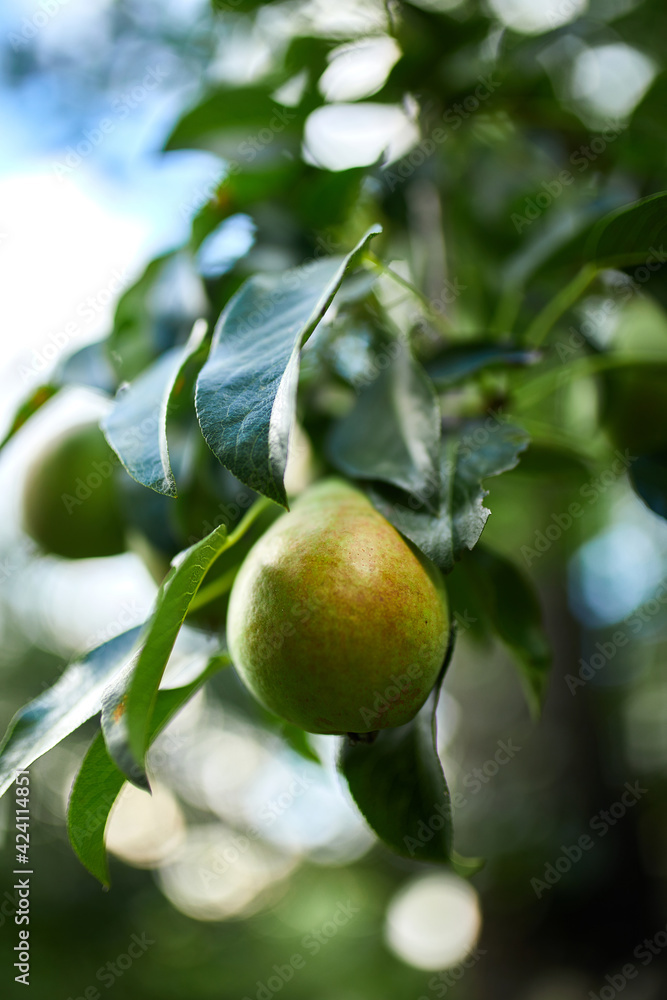 Organic, ripe pears in the summer garden, autumn harvest, Close up view of Pears grow on pear tree branch with leaves under sunlight, Selective focus on pears..