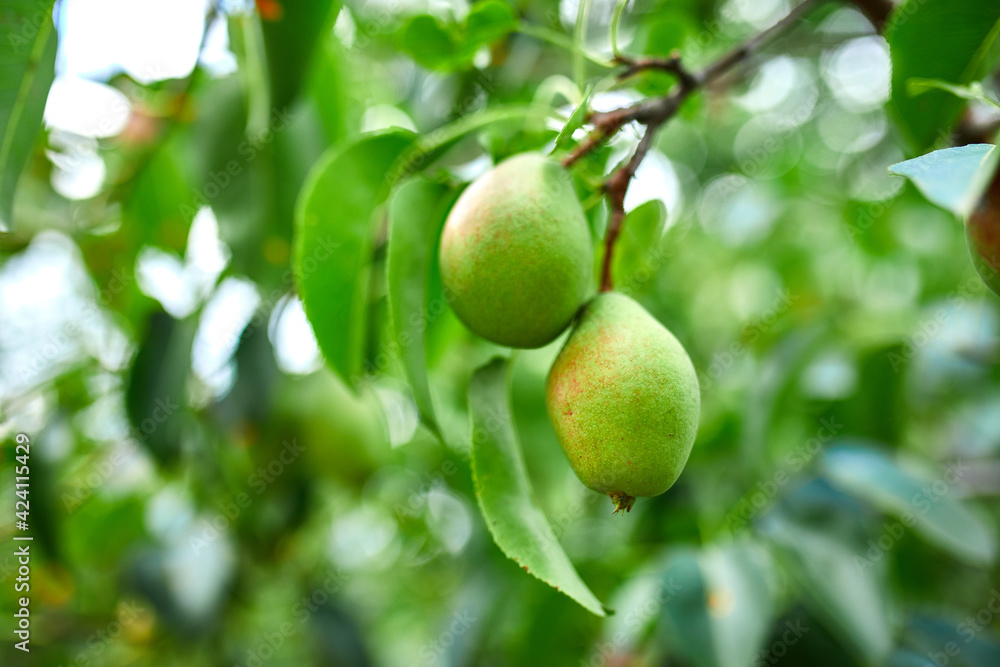 Organic, ripe pears in the summer garden, autumn harvest, Close up view of Pears grow on pear tree branch with leaves under sunlight, Selective focus on pears..