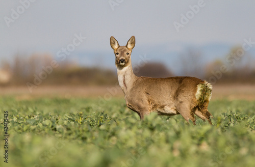 Roe deer