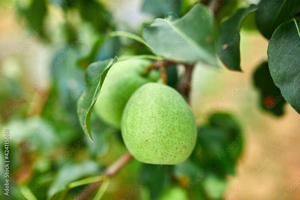 Organic, ripe pears in the summer garden, autumn harvest, Close up view of Pears grow on pear tree branch with leaves under sunlight, Selective focus on pears..