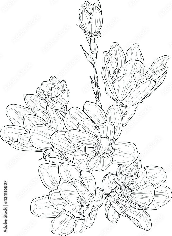 Realistic magnolia flowers bouquet sketch template. Spring season graphic cartoon vector illustration in black and white for games, background, pattern, decor. Coloring paper, page, story book.