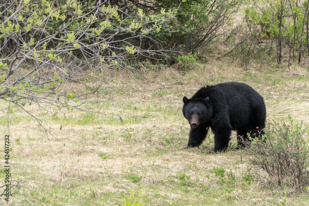 black bear in field black bear in field