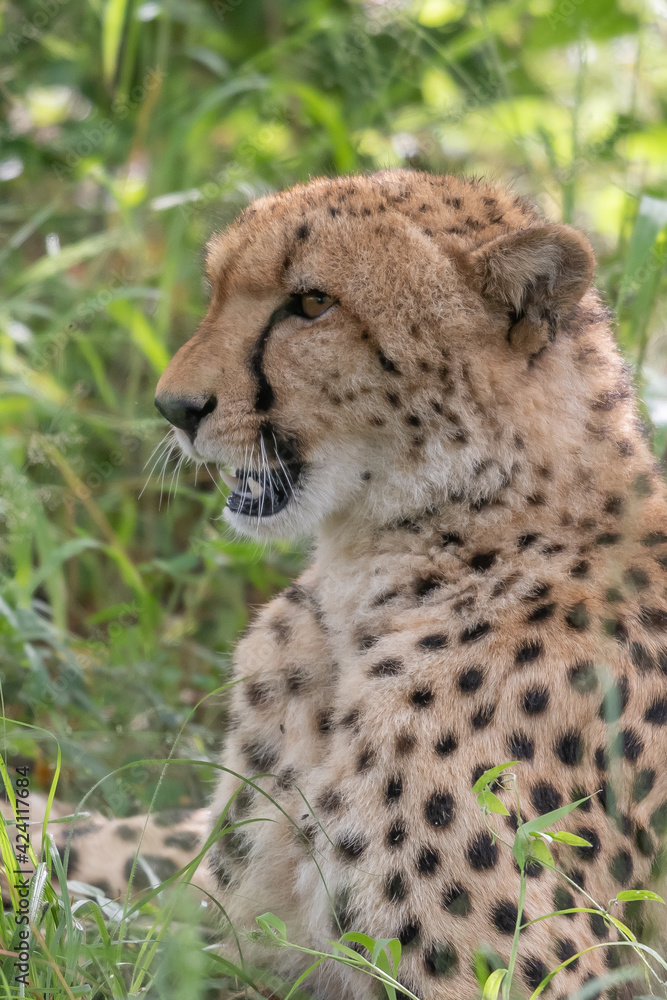 African cheetah, Masai Mara National Park, Kenya, Africa. Cat in nature habitat. Greeting of cats African cheetah, Masai Mara National Park, Kenya, Africa. Cat in nature habitat. Greeting of cats