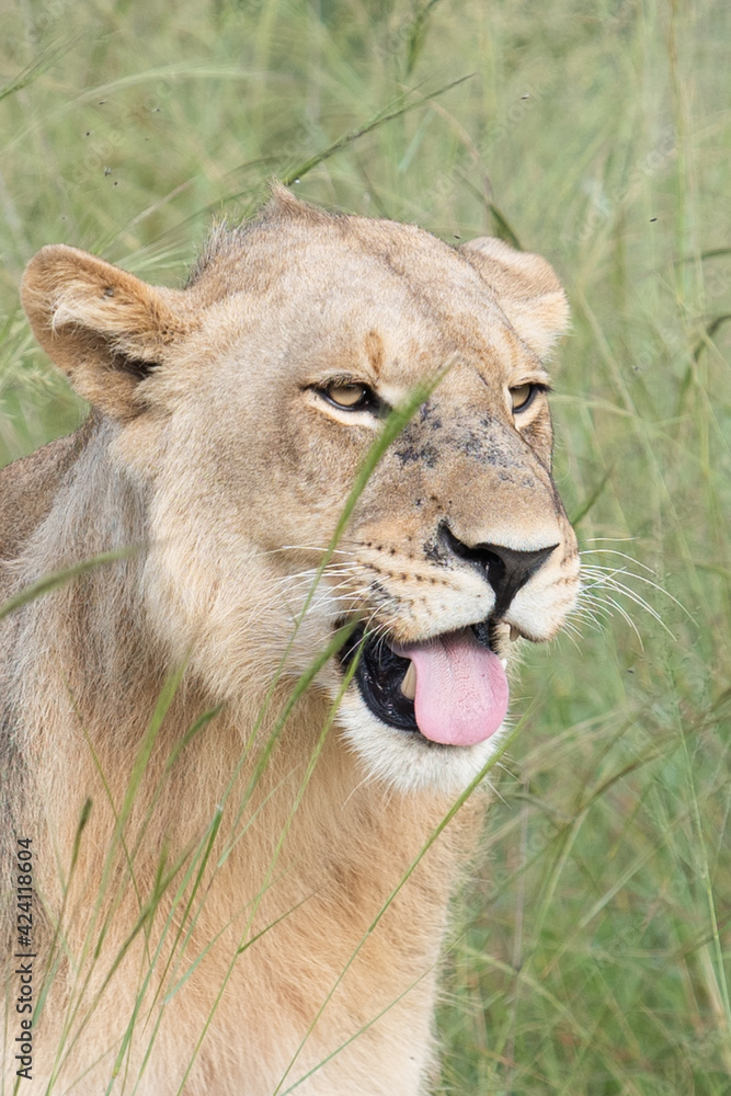 Beautiful Lion Caesar in the golden grass of Masai Mara, Kenya Panthera Leo. Beautiful Lion Caesar in the golden grass of Masai Mara, Kenya Panthera Leo.