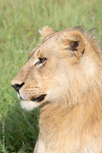 Beautiful Lion Caesar in the golden grass of Masai Mara  Kenya Panthera Leo.