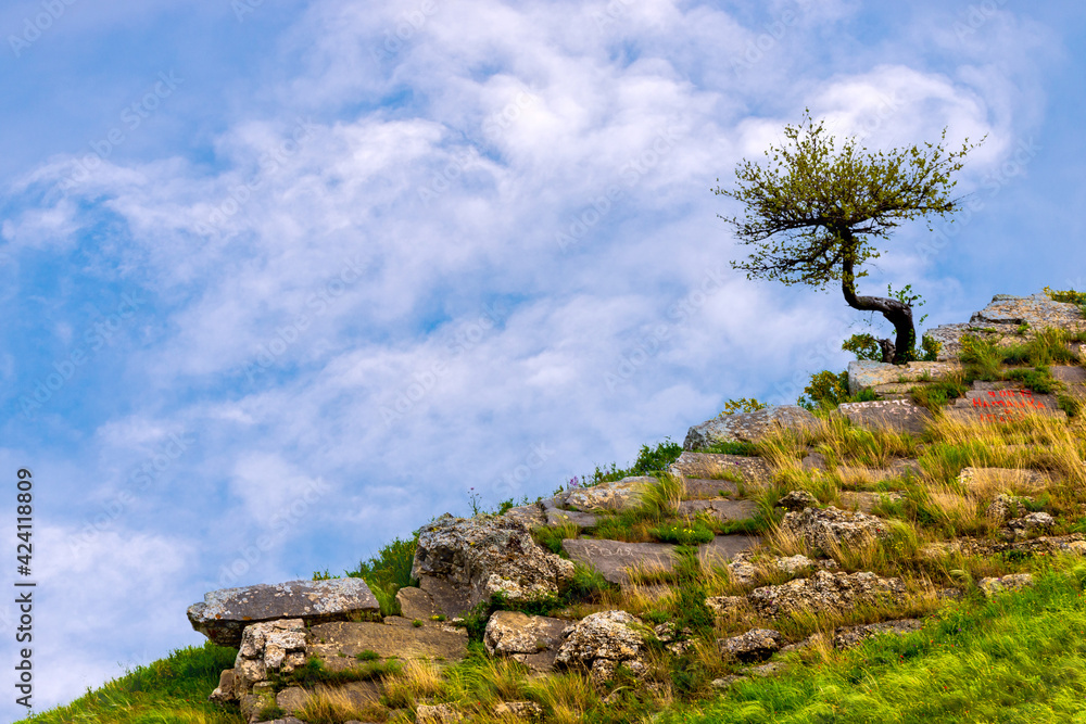 Lonely tree on the slope of hill or mountain at beautiful landscape