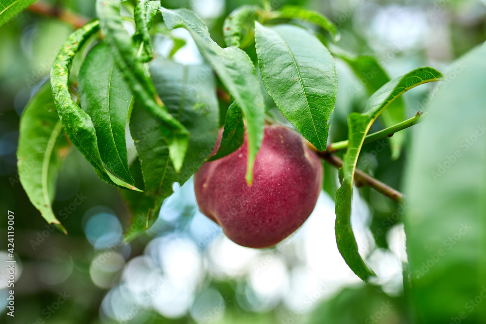 Sweet peach fruits growing on a peach tree branch