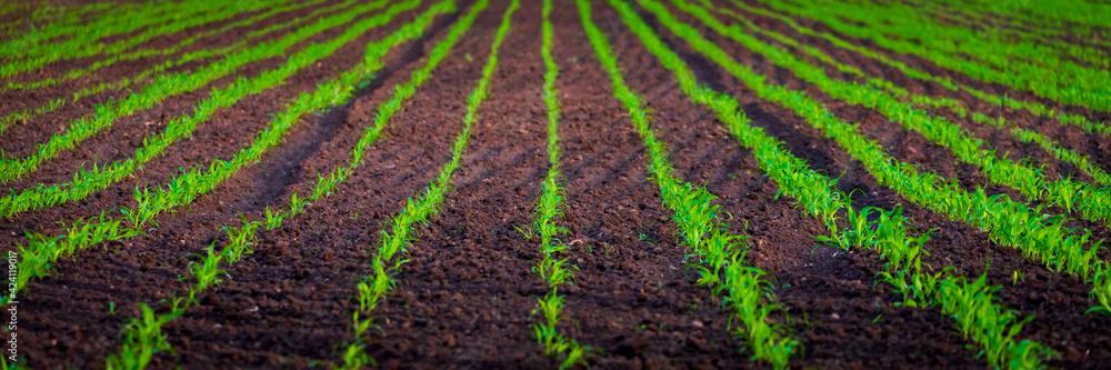 Sprouts of winter wheat sprouted in an endless field in smooth light green rows Sprouts of winter wheat sprouted in an endless field in smooth light green rows