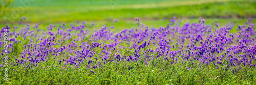 Salvia or Sage flowers. Summer meadow background