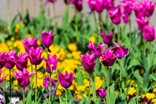 Fototapeta Naklejka Na Ścianę i Meble -  Beautiful China pink tulip on flower bed in garden