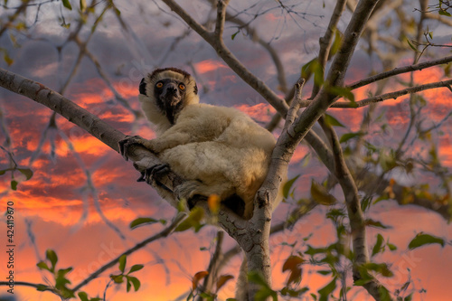 One little lemur on the branch of a tree in the rainforest Madagascar. photo