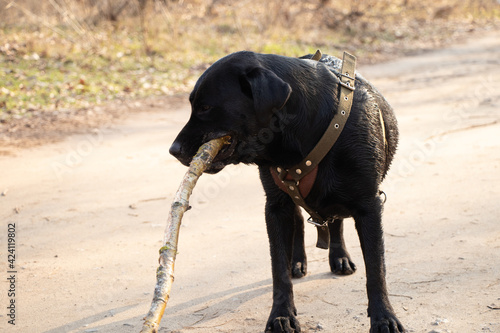 black adult labrodor for walks in the park in spring in Ukraine in the city photo