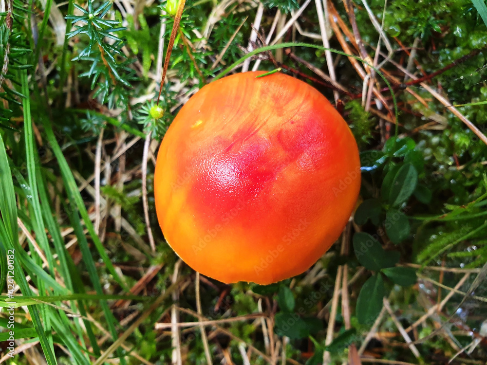 Top view of the red mushroom amanita muscaria on a background of green grass. Top view of the red mushroom amanita muscaria on a background of green grass.