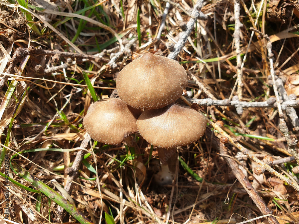 Brown mushrooms entoloma or lacrymaria grow among the branches of trees in the sun. Brown mushrooms entoloma or lacrymaria grow among the branches of trees in the sun.