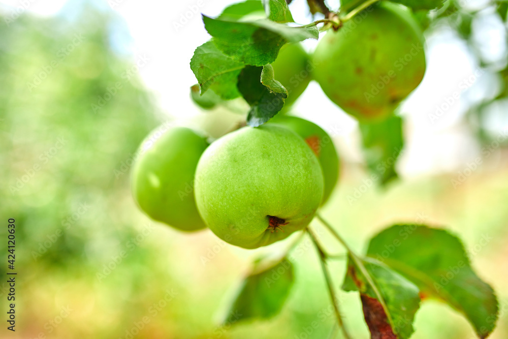 Ripe green apple fruit on tree, branch of apples tree