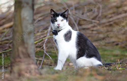 Small cat wearing gps tracker outdoors