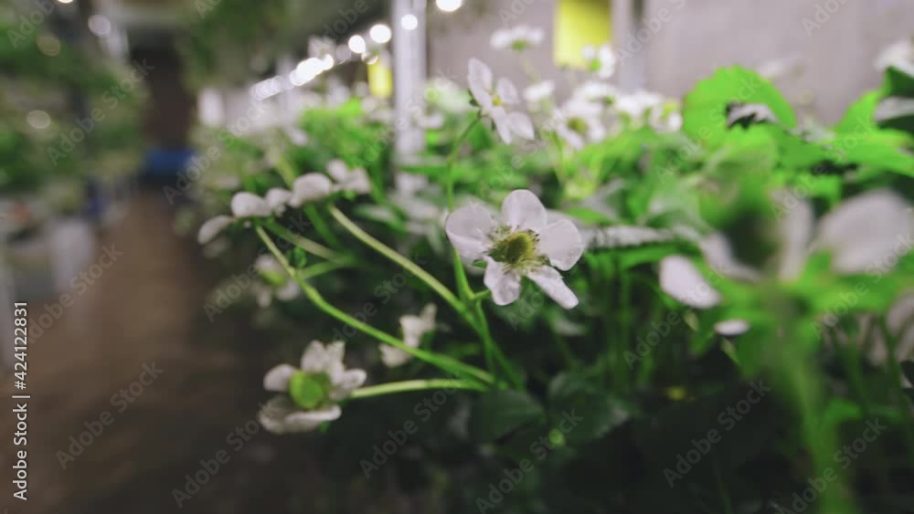 Closeup of beautiful white strawberry flowers blooming in greenhouse Closeup of beautiful white strawberry flowers blooming in greenhouse