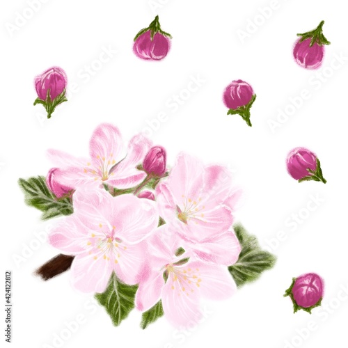 Stylized digital illustration of spring flowers on a white background. Set for pattern  cards  design. Blooming apple tree.