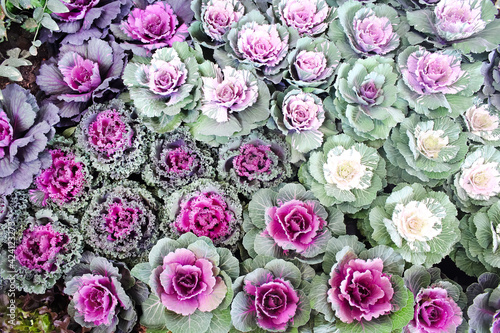Purple cabbage field  or brassica oleracea top view background