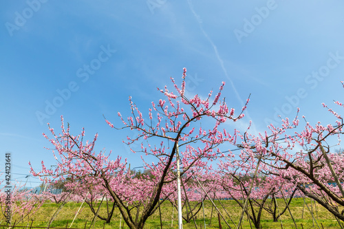 Obraz na płótnie 岡山の桃畑 桃の花 w salonie