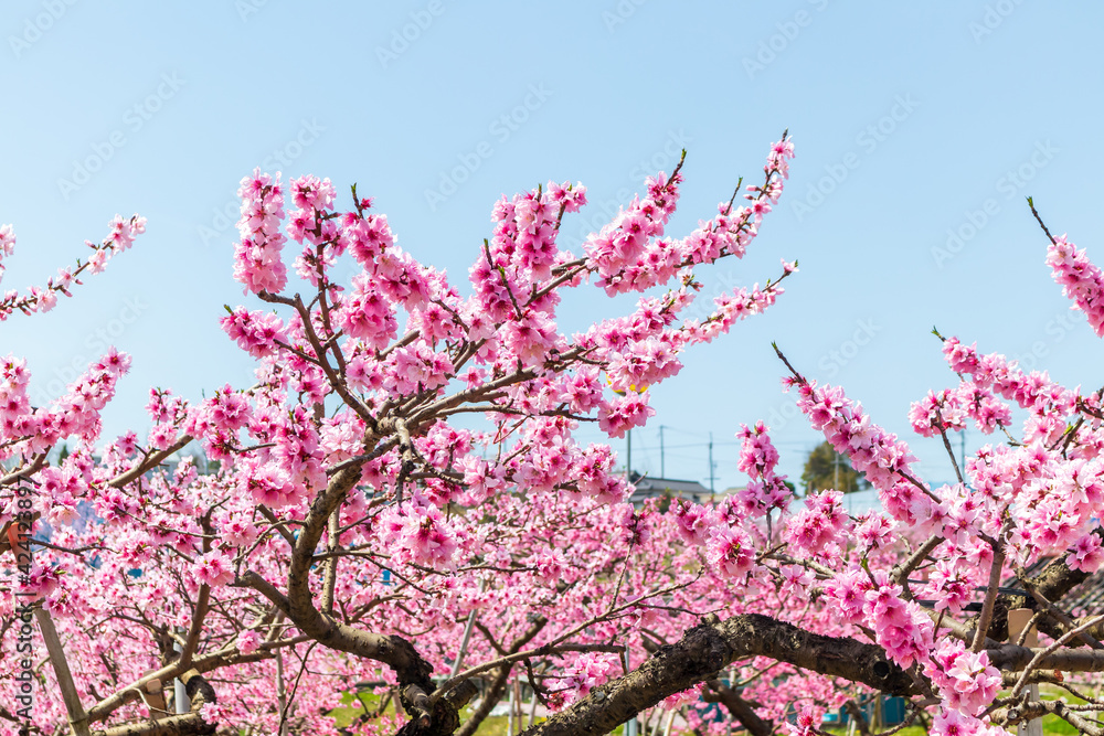 岡山の桃畑 桃の花