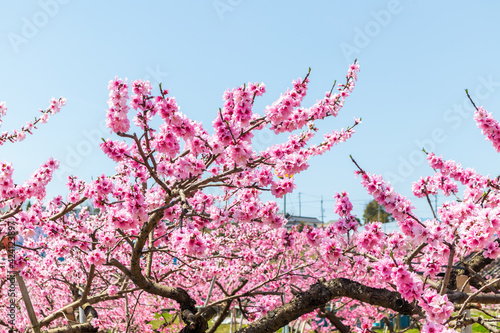 Obraz na płótnie 岡山の桃畑 桃の花 w salonie
