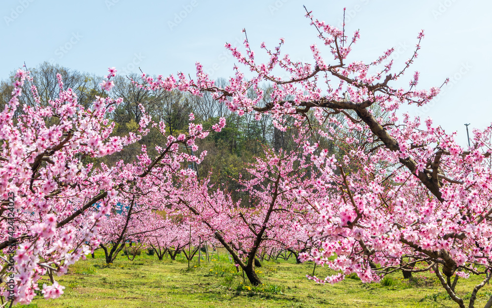 岡山の桃畑 桃の花