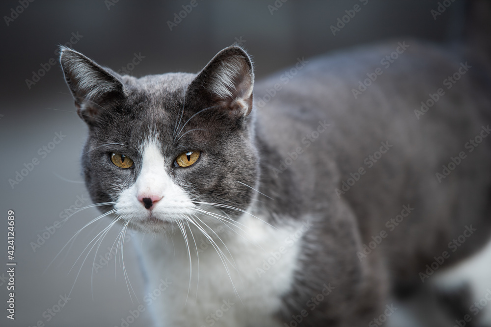 Domestic cat outdoor on grey background