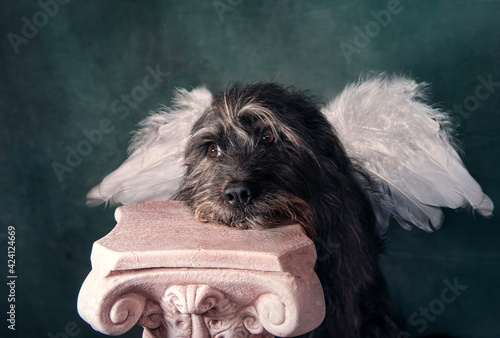 Black dog with angel wings, portrayed as Cupid