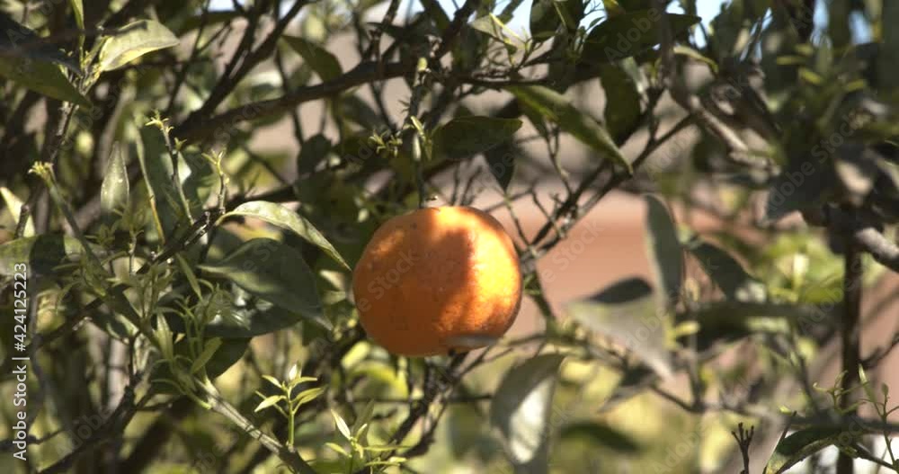 Close-up of a tangerine on a tree Close-up of a tangerine on a tree