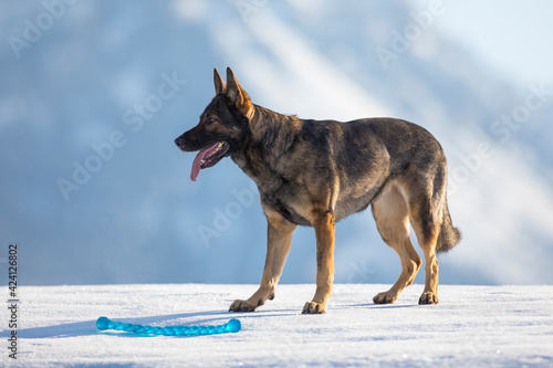 Schäferhund mit Spielzeug auf der schneebedeckten Wiese, Österreich © skmjdigital