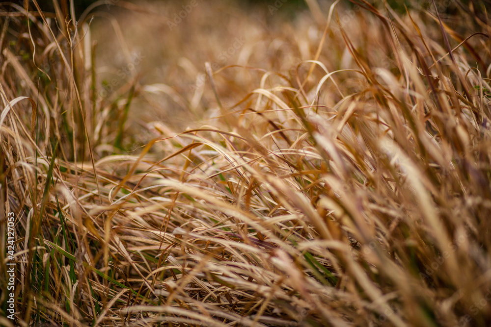 Fototapeta premium field of dry grass rhythm, grass warm tone