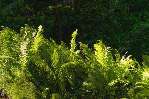 Fern in the forest and sun rays.
