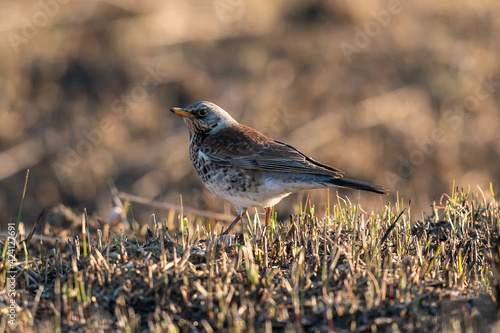 Fieldfare in the grass