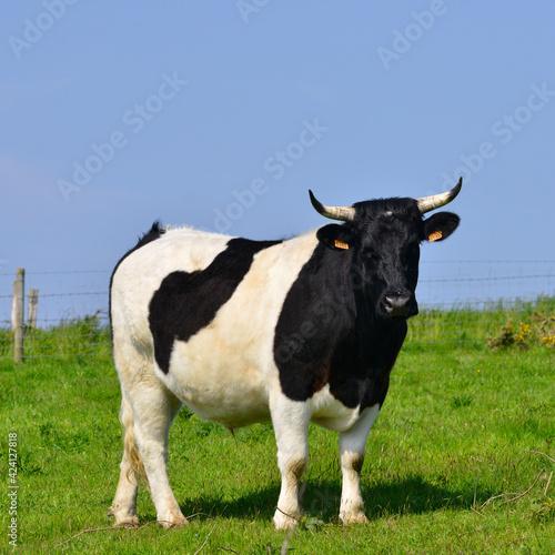 Carré taureau noir et blanc sous le ciel bleu de Normandie, France