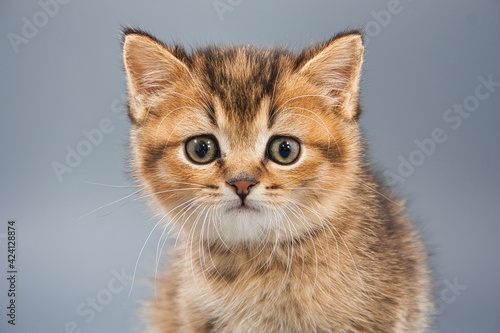 beautiful little british kittens on a gray background