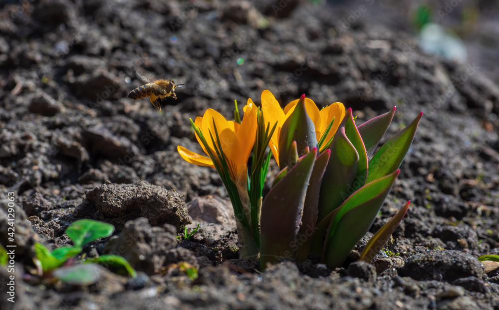 Bee flies over beautiful yellow crocuses on garden bed Bee flies over beautiful yellow crocuses on garden bed