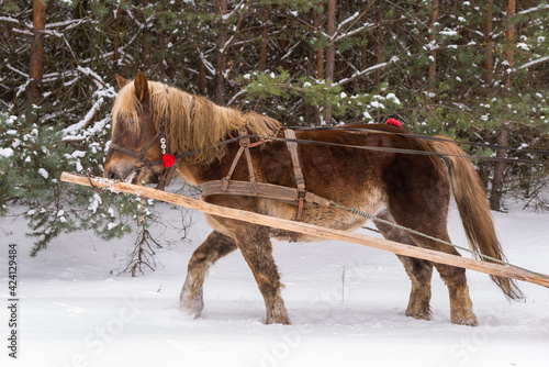 Horse pulling sleigh during a sleigh ride in the forest