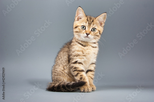 beautiful little british kittens on a gray background © makam1969