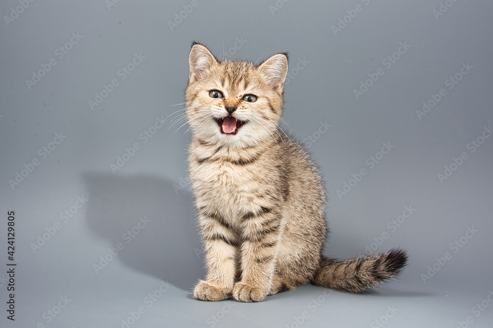 beautiful little british kittens on a gray background beautiful little british kittens on a gray background