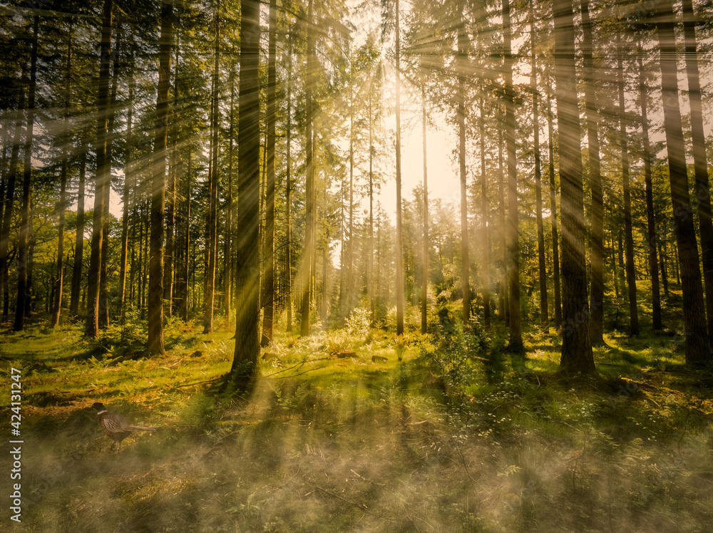 Obraz premium Beautiful autumn morning in the forrest Sun rays penetrate the branches of trees and a pheasant is lit up.