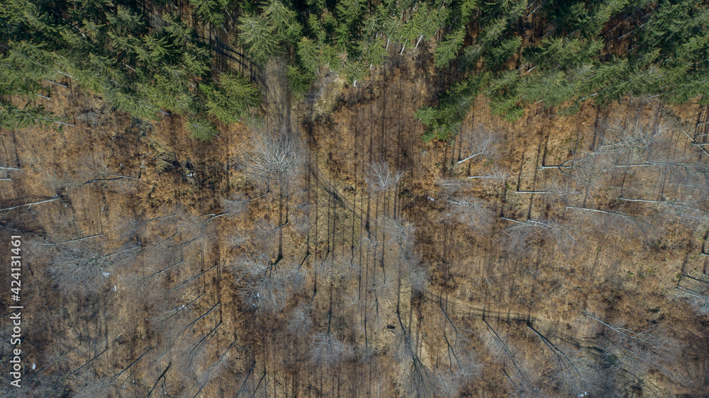 Fototapeta premium Spruce and beech forest in the Lower Silesia (Kaczawskie Mountains)