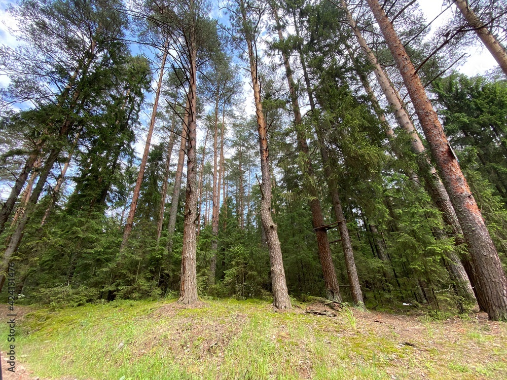 Naklejka premium forest