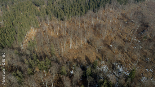 Spruce and beech forest in the Lower Silesia (Kaczawskie Mountains)