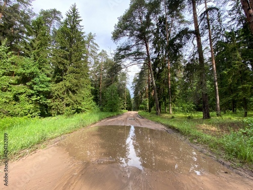 forest природа лес